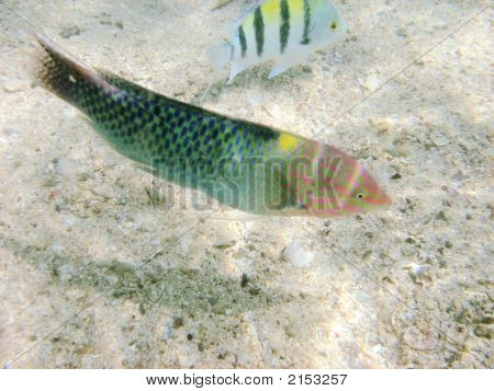 Angelfish