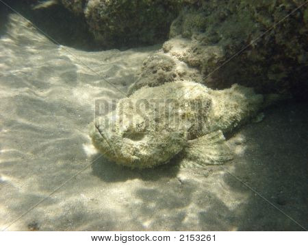 Angelfish