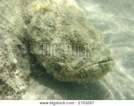 Angelfish in africa Egitto Mar Rosso