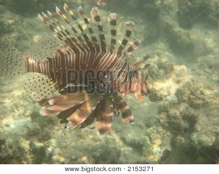 firefish no mar vermelho Egito África