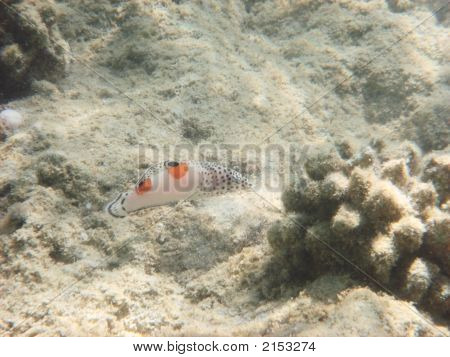 Angelfish