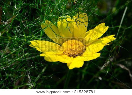 Cota tinctoria, the golden marguerite, yellow chamomile, or oxeye chamomile