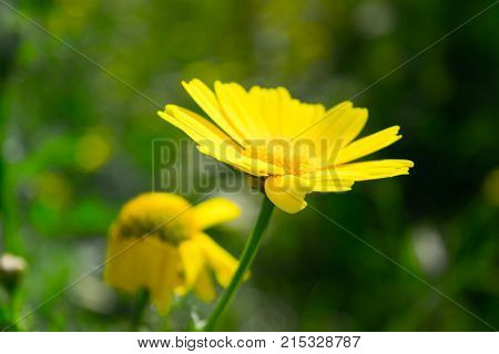 Cota tinctoria, the golden marguerite, yellow chamomile, or oxeye chamomile