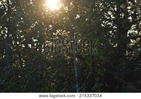 Filtered sunlight in the woods of Fort Covington, New York.