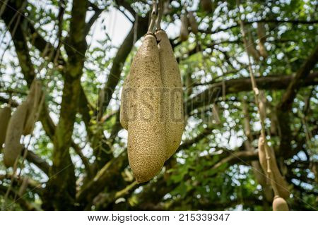 sausage tree (Kigelia africana) fruits hanging in tree.