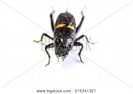 Common Black Cricket , Isolated Insect On White Background