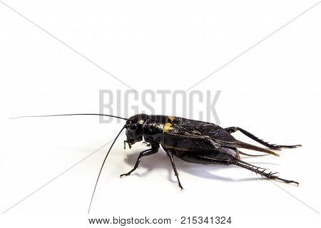 Common Black Cricket , Isolated Insect On White Background