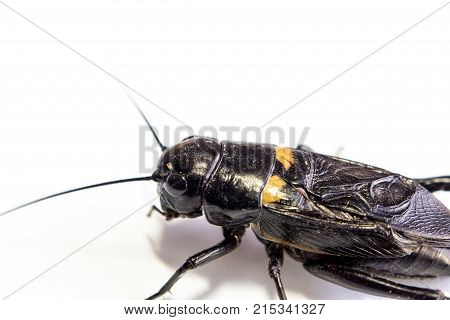 Common Black Cricket , Isolated Insect On White Background