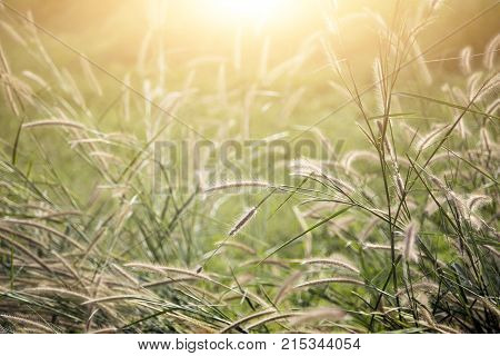 high grass flower on field rural of Thailad in winter season