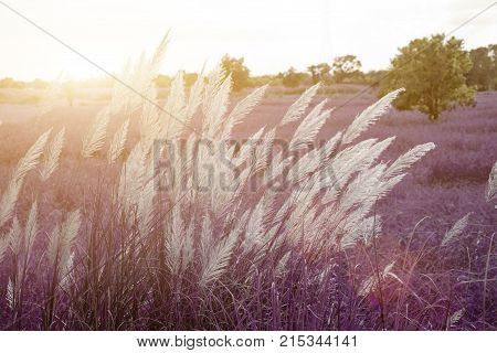 High Grass Flower On Field