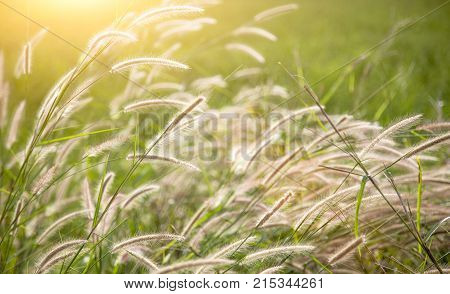 High Grass Flower On Field