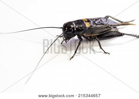 Common Black Cricket , Isolated Insect On White Background