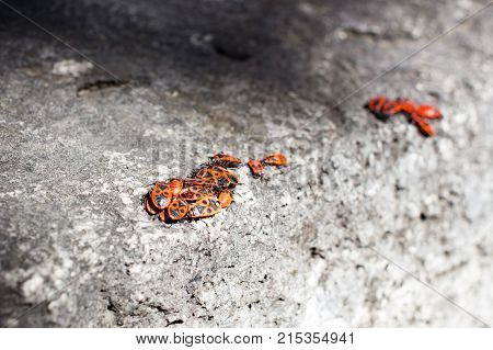 Clumps of firebug on a stone in the summer