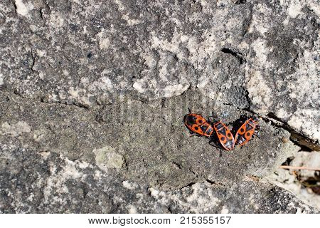 Clumps of firebug on a stone in the summer