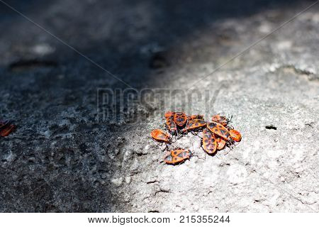 Clumps of firebug on a stone in the summer