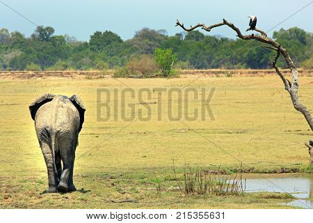 Rear end of an african elephant on the african plains with a fish eagle perched in a bare tree in South Lunagwa National Park Zambia