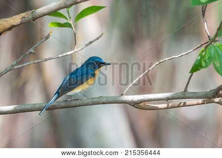 Bird (tickell's Blue Flycatcher) In Nature Wild