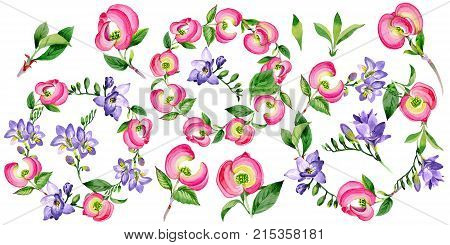 Wildflower cornos Florida flower in a watercolor style isolated. Full name of the plant: cornos. Aquarelle wild flower for background, texture, wrapper pattern, frame or border.