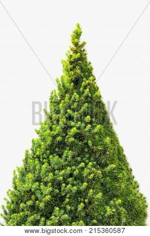 Christmas tree isolated on a white background without any decorations as a festive evergreen single plant with detailed pine needles for the holiday season including New Year.