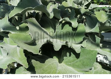 leaf of kalanchoe beharensis background plant structure design pattern