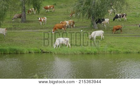 Landscape With A Herd Of Cows In The On Coast Of The Lake