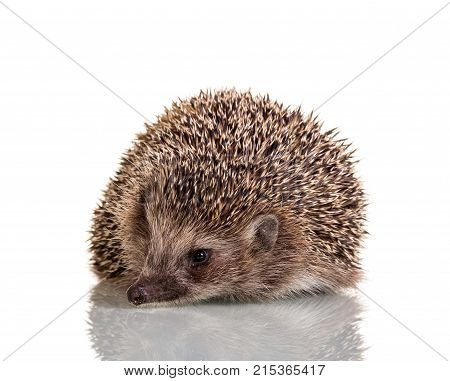 Hedgehog Prickly Little Animal Isolated On White Background