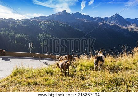 Timmelsjoch High Alpine Road landscape and goats. Mountains and peaks covered with glaciers and snow natural environment. Hiking in the Passo del Rombo. Ötztal alps Austria and Italy border Europe