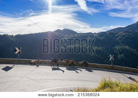 Timmelsjoch High Alpine Road landscape and goats. Mountains and peaks covered with glaciers and snow natural environment. Hiking in the Passo del Rombo. Ötztal alps Austria and Italy border Europe