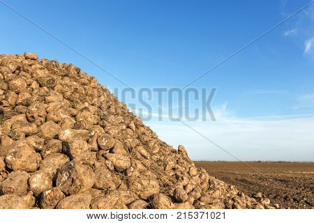 Sugar Beet Harvest, Sugar Beet Pile, Harvest.