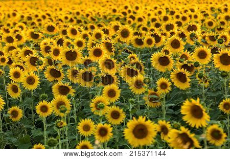 Sunflowers field near Arles in Provence France