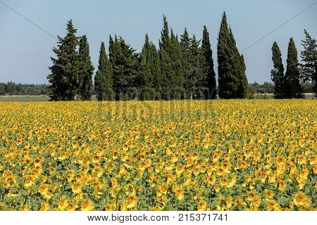Sunflowers field near Arles in Provence France