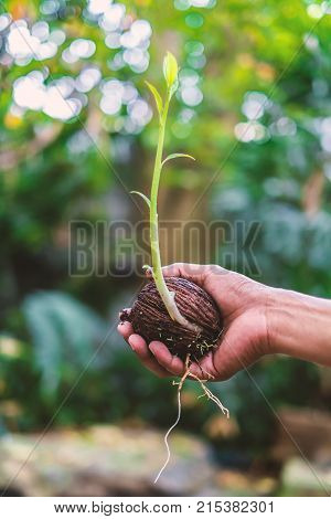 Hand holding green sprout growing from Cerbera odollam seed on blurred natural background