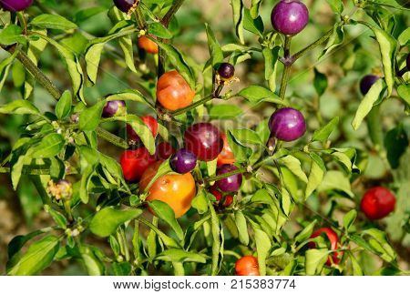 close up from Chili Samen Purple Ball in the garden