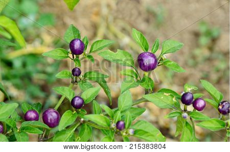 close up from Chili Samen Purple Ball in the garden