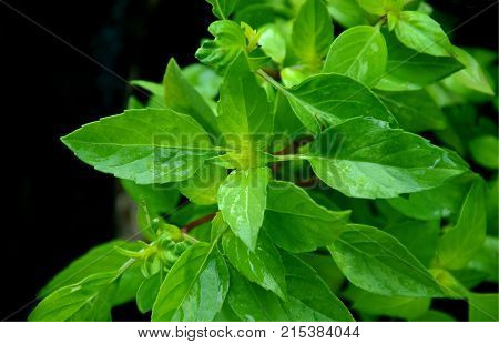 Fresh Thai basil plant or Thai name is horapha with water drop on black background