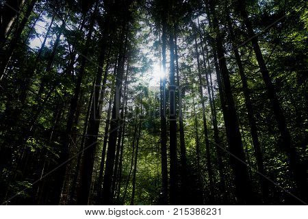 Sun breaking through Triglav national park near Bled Slovenia