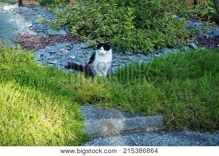 Hackly black and whit cat sitting on a meadow