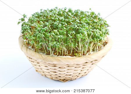 Garden cress or cress (Lepidium sativum) growing in basket with white background