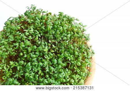Garden cress or cress (Lepidium sativum) growing in basket with white background