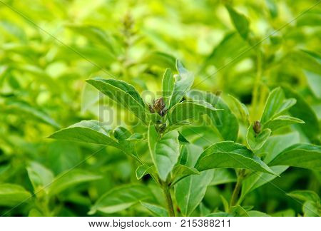 Many Thai basil (Thai name is horapha) in the garden with full frame