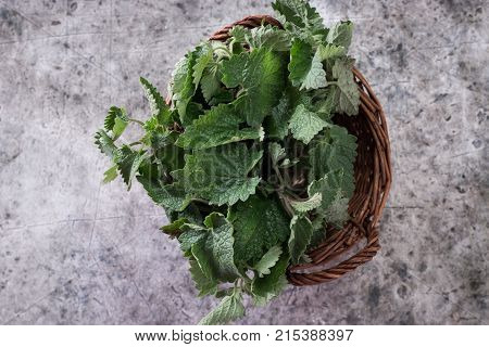 Melissa Plant. Lemon Balm In The Garden. Herb Plant In The Wild Nature.