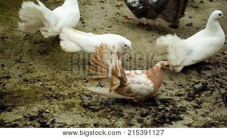 several pigeons of different breeds sitting on a perch in a dovecot