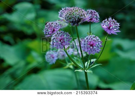 Astrantia major blossoms with bugs in Slovenian forest