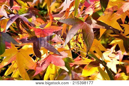 Colorful of American sweetgum leaves in autumn season.