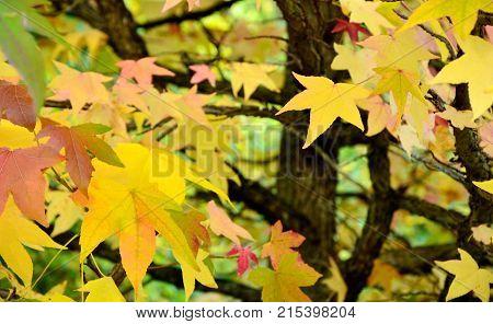 Colorful of American sweetgum leaves in autumn season