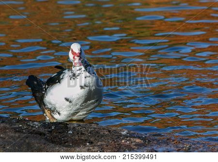 Muscovy Duck 