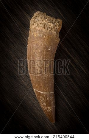 Macro photography of Fossilized Plesiosaurus tooth on wood background