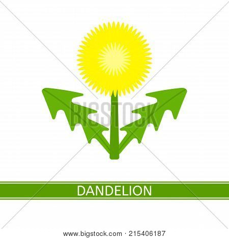 Vector illustration of dandelion isolated on white background. Taraxacum Officinale flower in flat style.