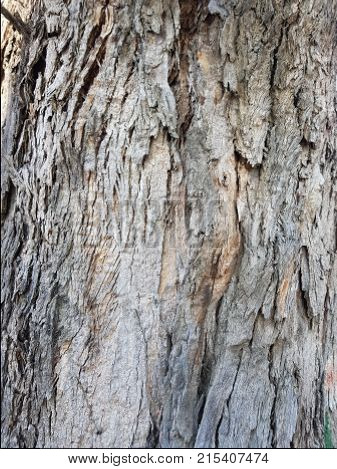 Old Tree Trunk, Background For Announcements Of Felling Of Trees And Protection To The Environmen