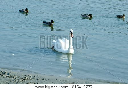 Swan. Beautiful white mute swan swimming in the blue water in the evening sunlight